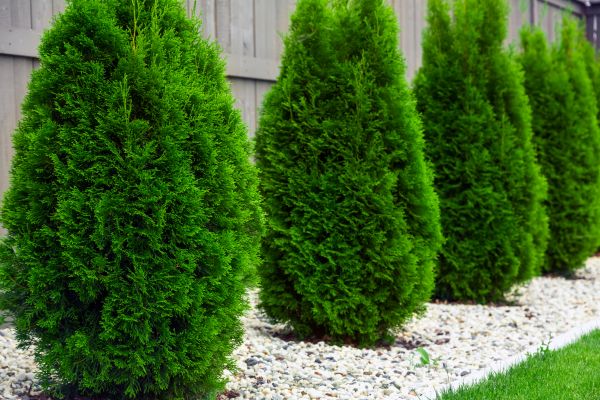 Arborvitae Planting in Los Angeles
