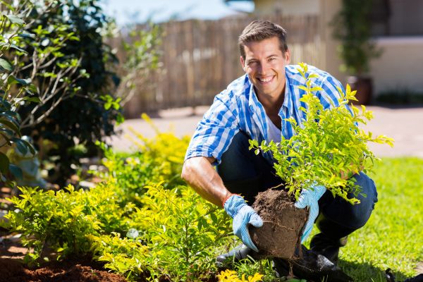 Bush Planting Service in Los Angeles