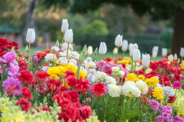 Gardening Service in Los Angeles