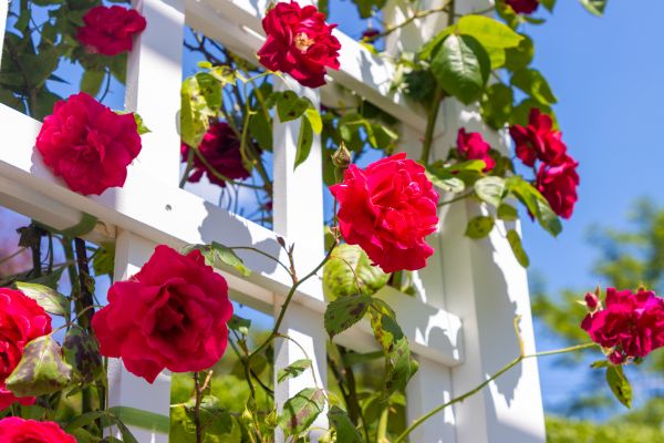 Home Gardening Service in Los Angeles