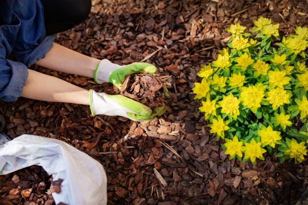 Pine Bark Delivery in Los Angeles