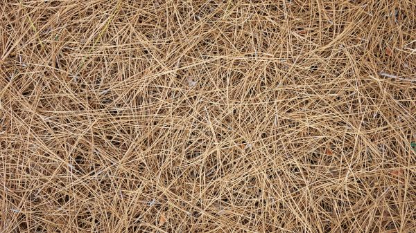 Pine Needles Delivery in Los Angeles