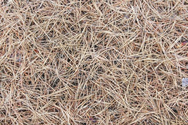 Pine Straw Installation in Los Angeles