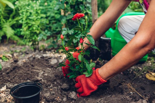Planting Service in Los Angeles