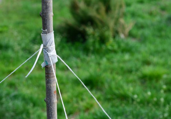 Tree Staking Service in Los Angeles