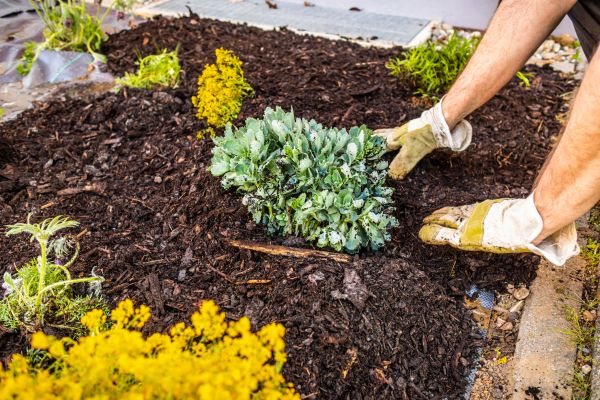 Weeding And Mulching in Los Angeles