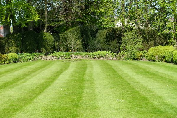 Lawn Renovation in Los Angeles