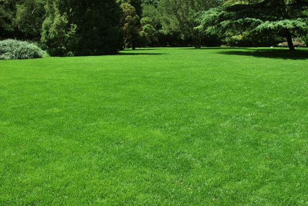 Lawn Landscaping in Los Angeles