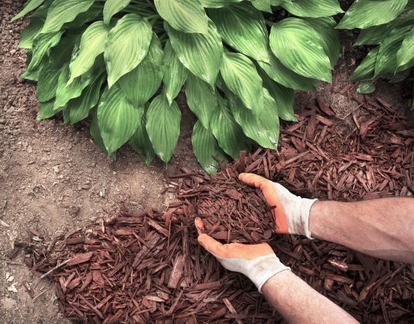 Shredded Mulch Service in Los Angeles