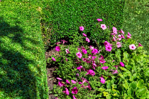Softscaping Service in Los Angeles