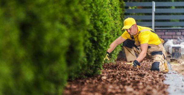 Cypress Mulch Installation in Los Angeles