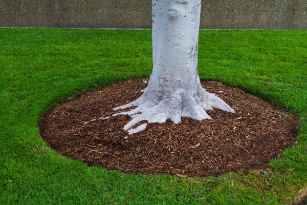 Brown Mulch Installation in Los Angeles