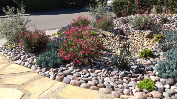 Xeriscape Landscaping in Los Angeles