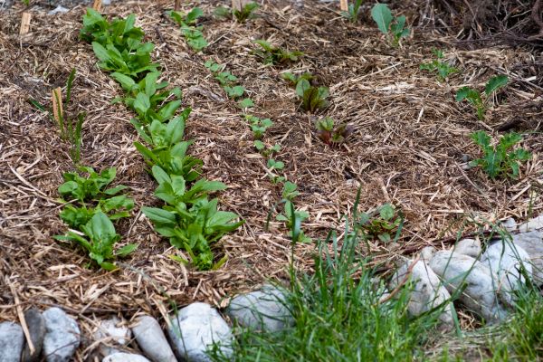Mulch Service in Los Angeles