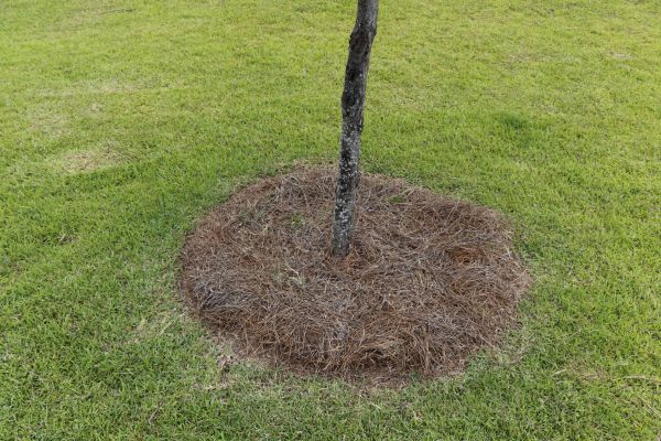 Pine Straw Spreading in Los Angeles