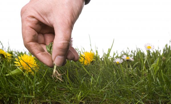 Lawn Weeding in Los Angeles