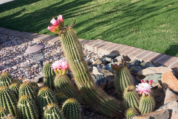 Desert Landscaping in Los Angeles