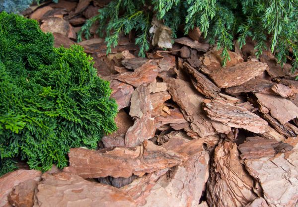 Pine Bark Installation in Los Angeles