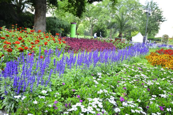 Perennials Planting in Los Angeles