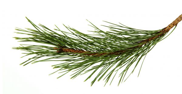 Pine Needles Installation in Los Angeles