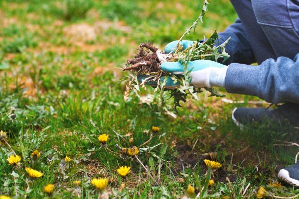Flower Bed Clearing in Los Angeles