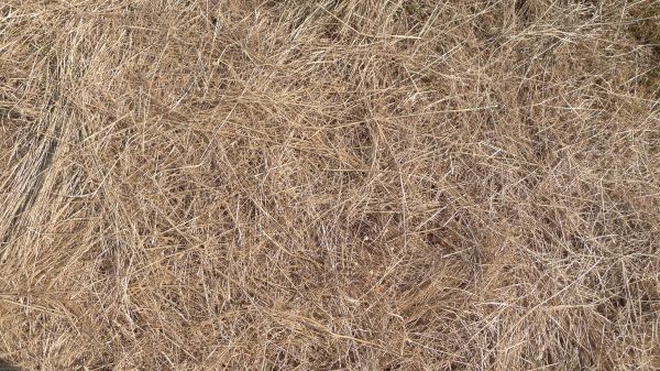 Pine Straw Replacement in Los Angeles