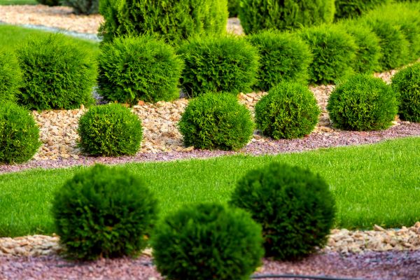 Bush Replacement in Los Angeles