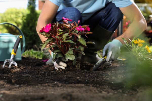 Plant Replacement in Los Angeles