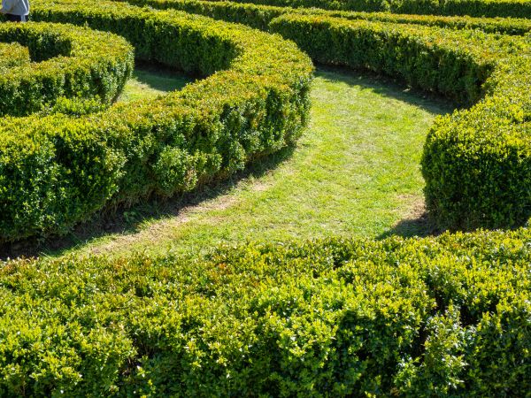 Bush Landscaping in Los Angeles