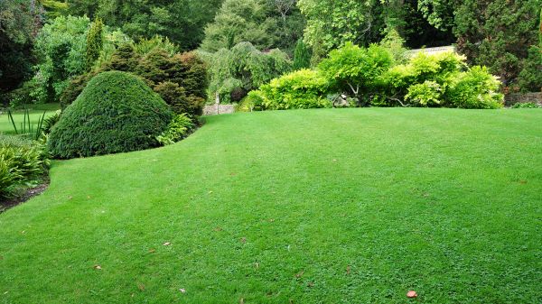 Commercial Landscape Design in Los Angeles