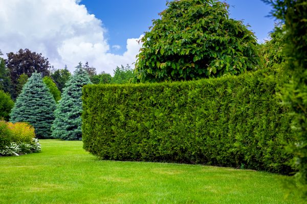 Hedge Landscaping in Los Angeles