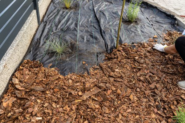 Pine Bark Spreading in Los Angeles