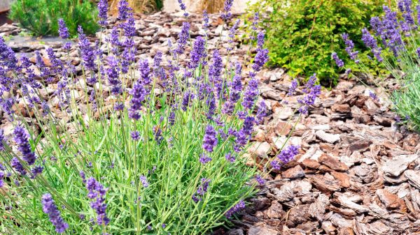 Pine Bark Landscaping in Los Angeles
