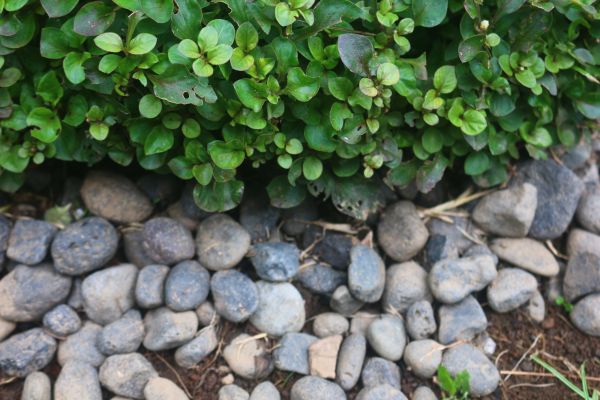 River Stone Installation in Los Angeles