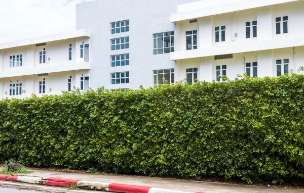 Privacy Landscaping in Los Angeles