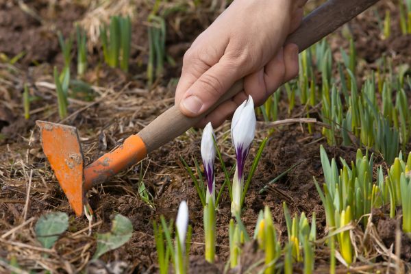 Flower Garden Weeding in Los Angeles