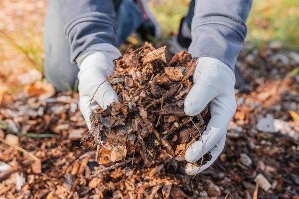 Shredded Mulch Installation in Los Angeles