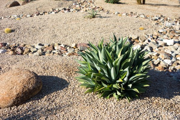 Xeriscaping Service in Los Angeles