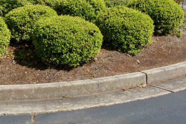 Pine Mulch Installation in Los Angeles