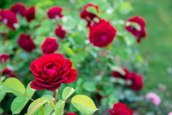Rose Planting in Los Angeles