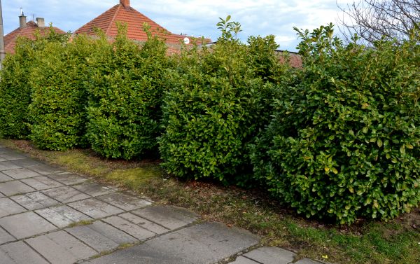 Privacy Shrub Installation in Los Angeles