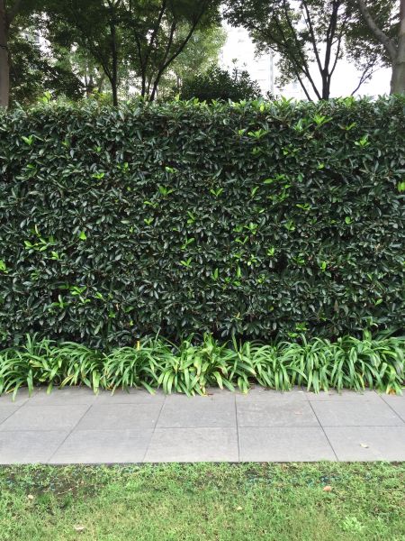 Privacy Shrub Planting in Los Angeles