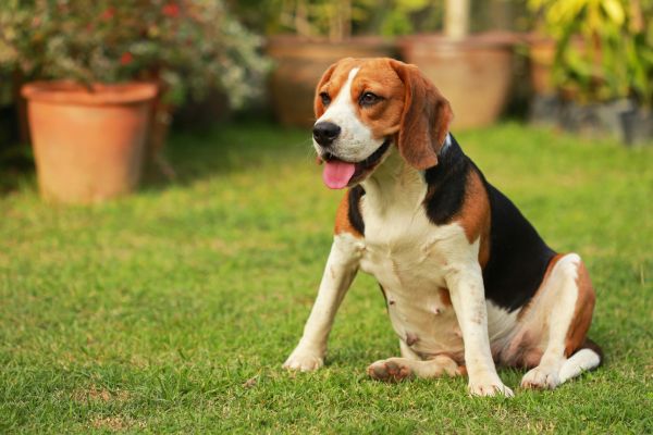 Dog Friendly Landscaping in Los Angeles