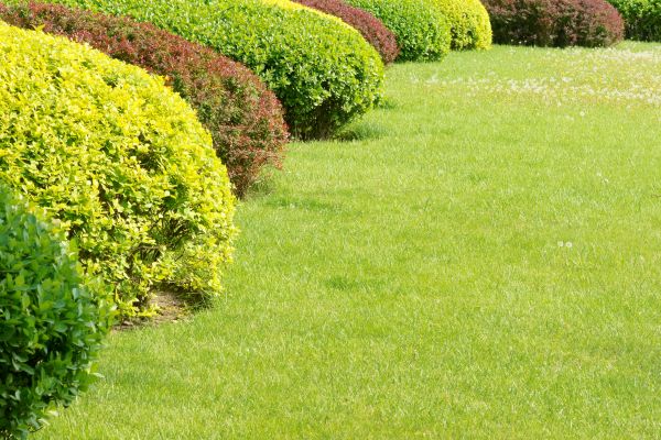 Shrubbery Planting in Los Angeles