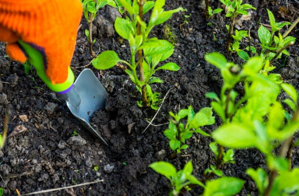 Hydrangea Planting in Los Angeles