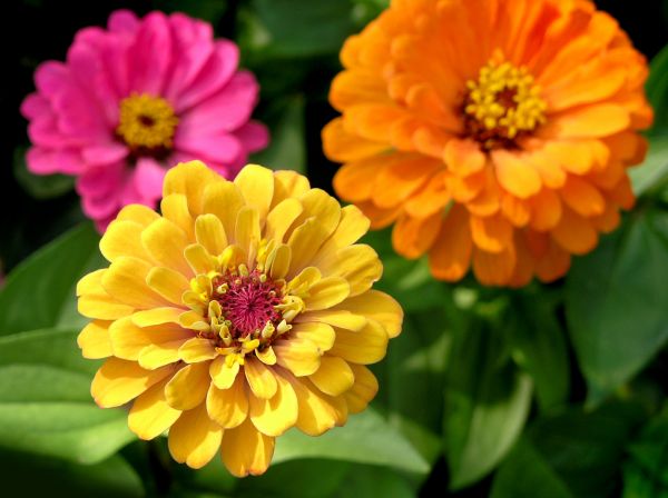 Zinnia Planting in Los Angeles