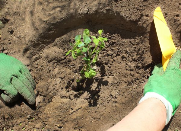 Rose Bush Planting in Los Angeles