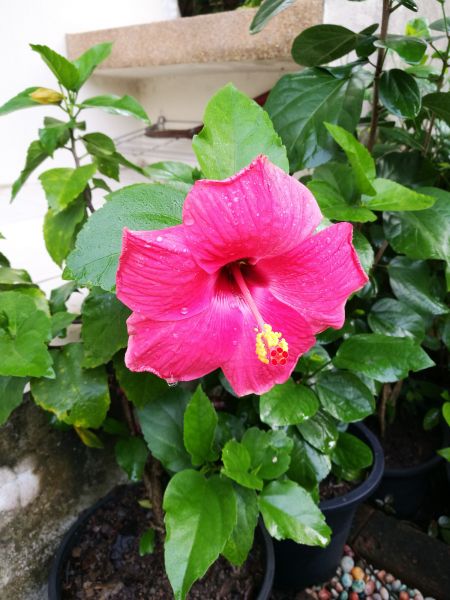 Hibiscus Planting in Los Angeles