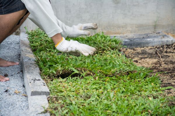 Ground Cover Planting in Los Angeles