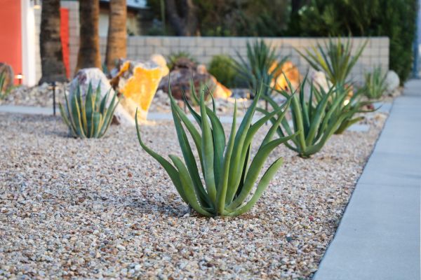 Drought Resistant Landscaping in Los Angeles